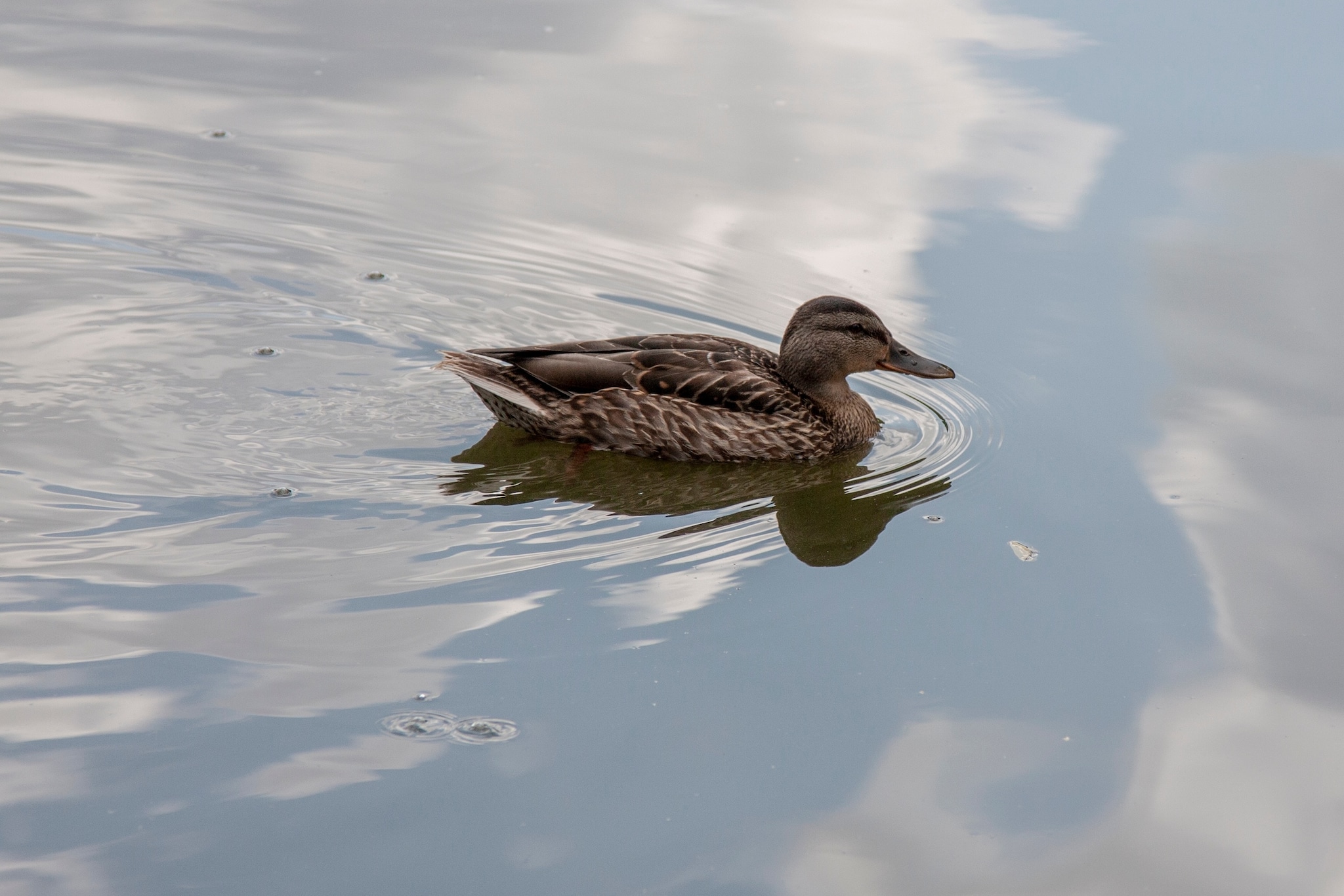 Een echte Floating Duck. Shutterstock