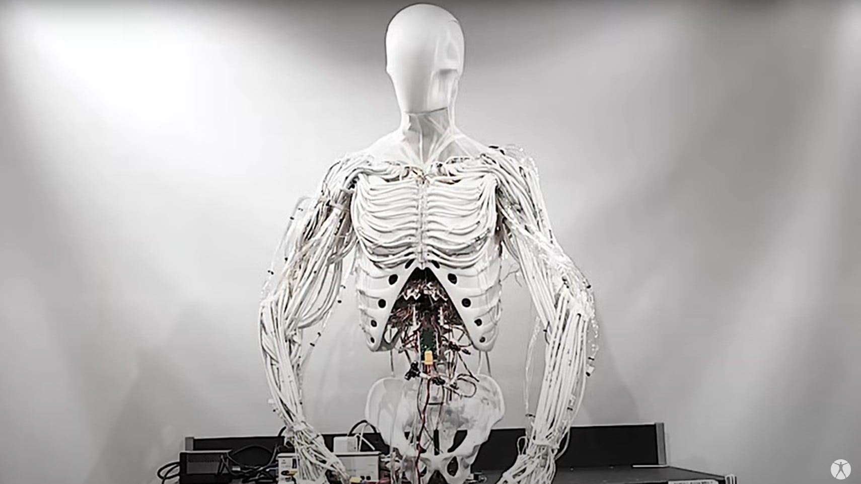Robotica. Dit is Torso. Straks ook in jouw bedrijf om te helpen met bijvoorbeeld assemblage. Afbeelding: Clone Robotics