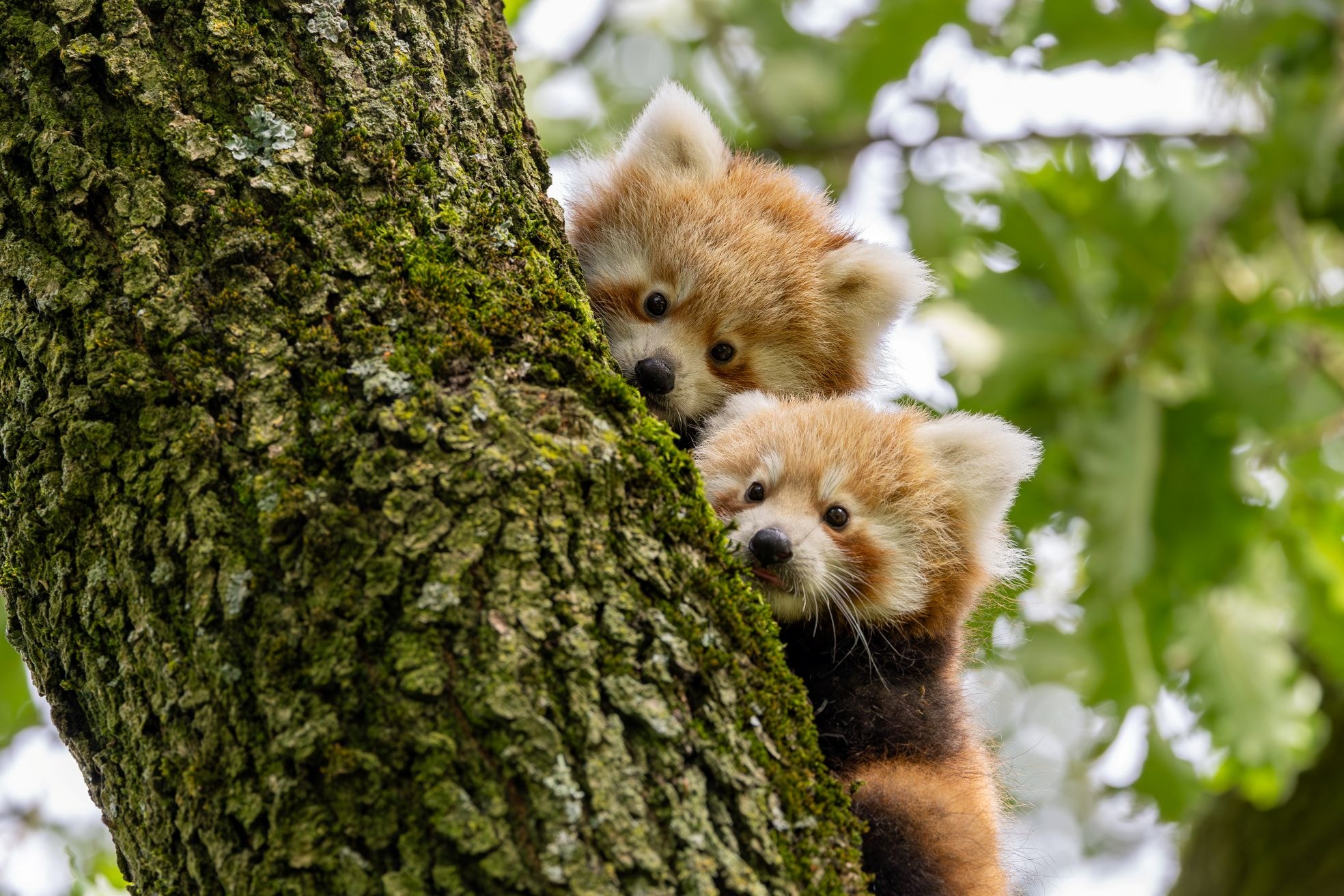 De rode panda's. De rode panda’s. Foto: Diergaarde Blijdorp