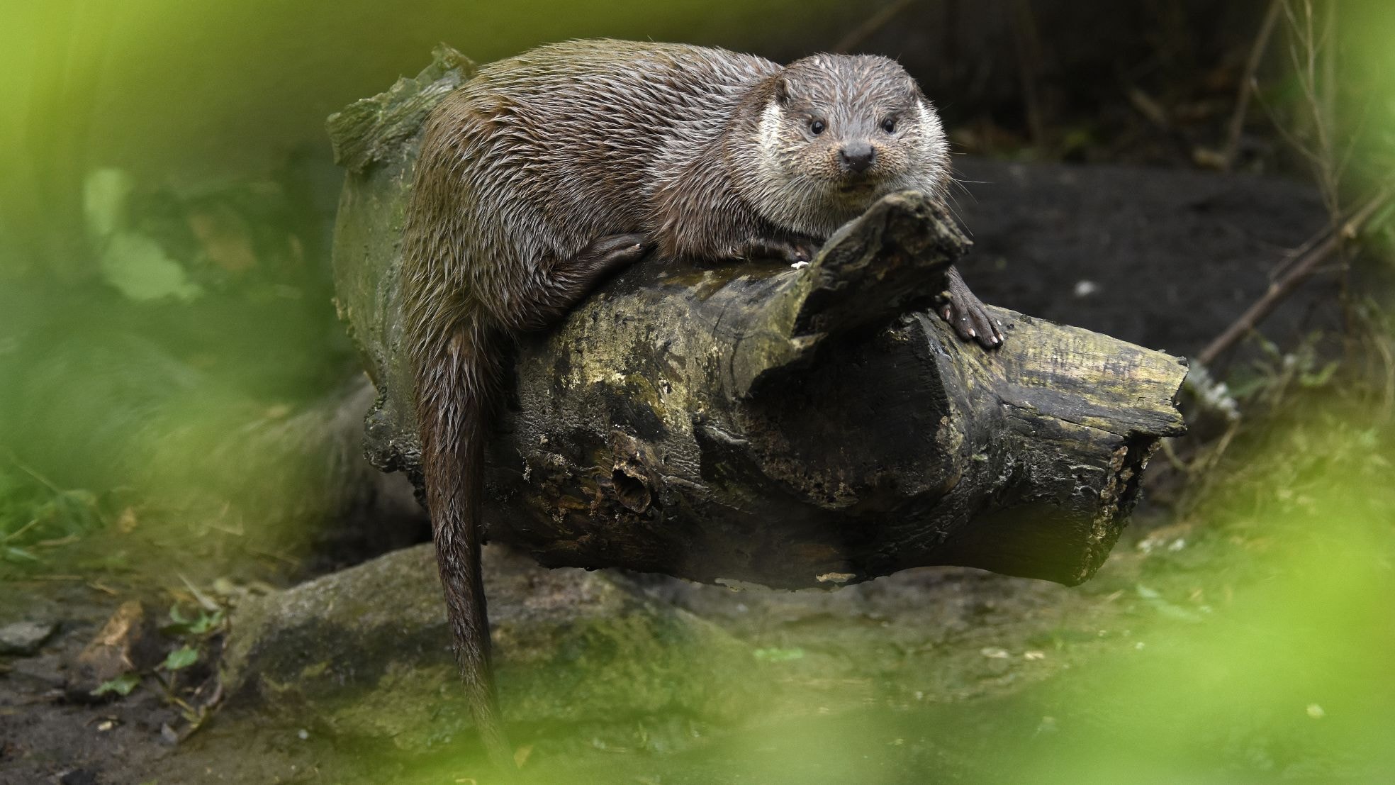 De otters in Diergaarde Blijdorp. De otters, in Diergaarde Blijdorp.