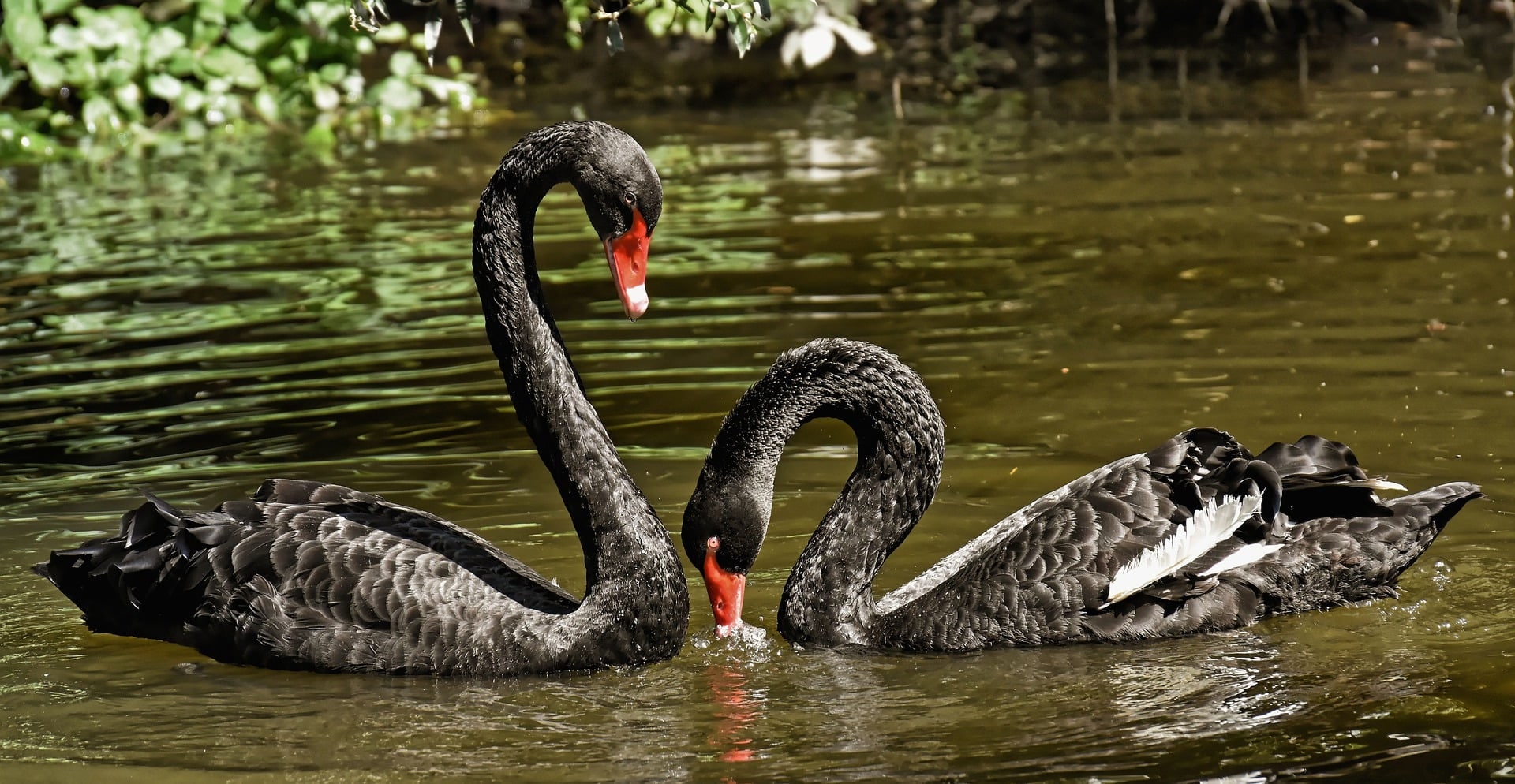 Grote gebeurtenissen die veel invloed hebben op de markt worden 'black swans' genoemd Grote gebeurtenissen die veel invloed hebben op de economische markten worden ‘Black Swans’ (Zwarte Zwanen) genoemd. Foto: Money.it.